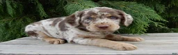 Labradoodle dogs for sale: Bitsy - Ad 3