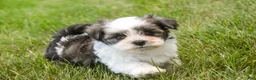 Havanese dogs for sale: Finnegan - Ad 8
