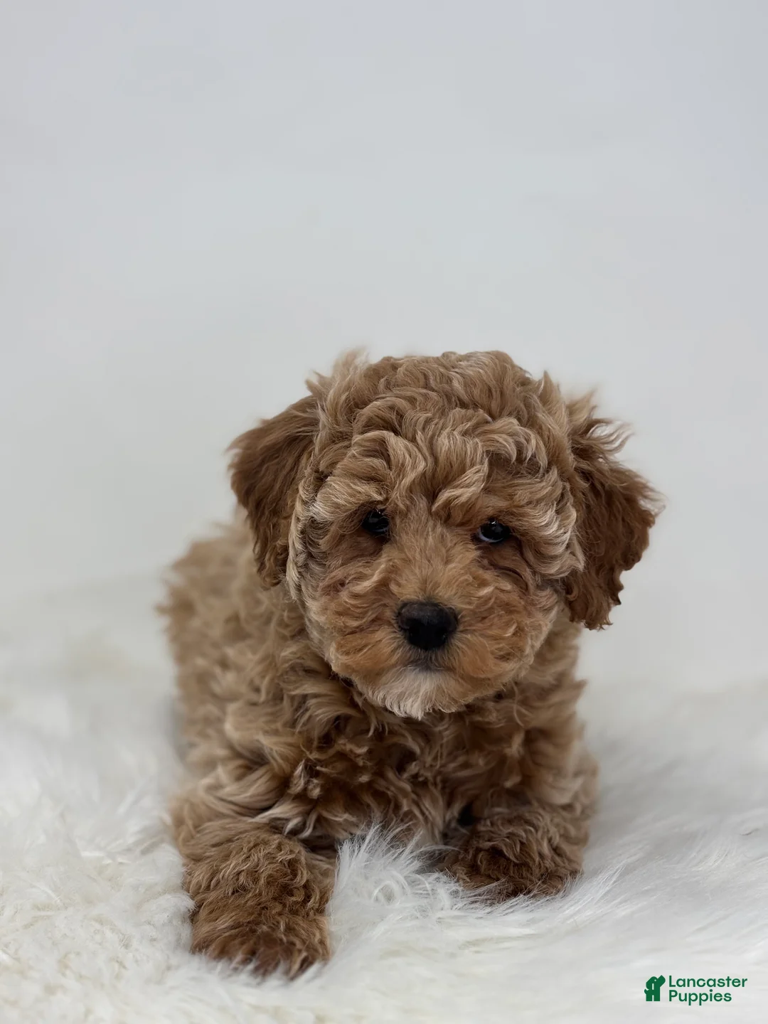 Miniature Poodle dogs for sale: Madison - Ad 5