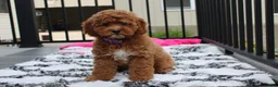 Cockapoo dogs for sale: Phoebe  - Ad 6