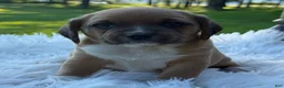Puggle dogs for sale: Poppy - Ad 9
