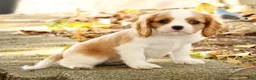 Cavalier King Charles Spaniel dogs for sale: ZInnia - Ad 6