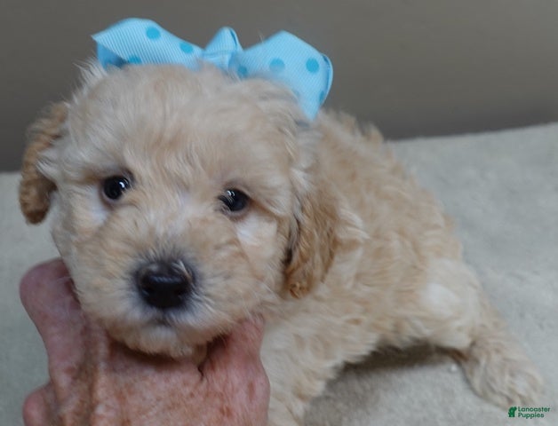 Toy Poodle dogs Teddy - Ad 11