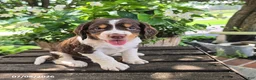 English Springer Spaniel dogs for sale: Remi - Ad 4