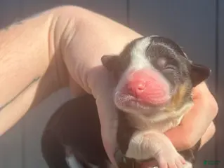 Mixed Breed dogs Dahlia (fluffy) - Ad 4