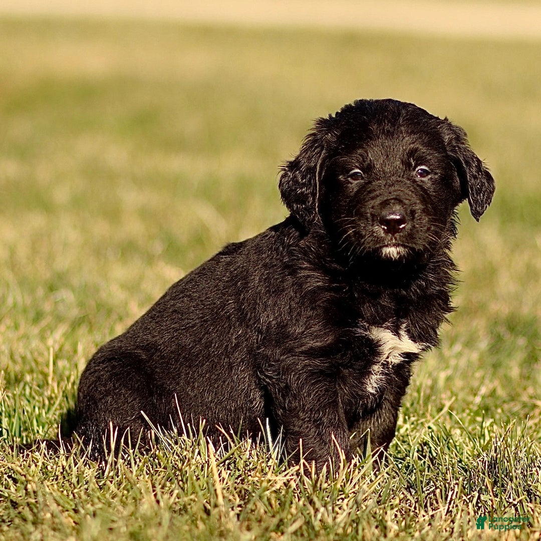 Mixed Breed dogs for sale: Lenny - Ad 2