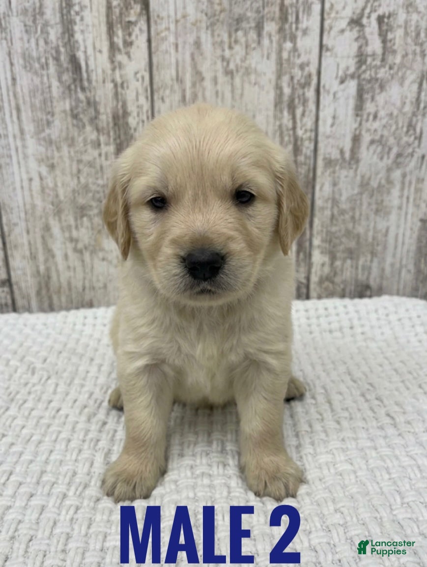 Golden Retriever dogs Golden Retriever Puppy 2 - Ad 13