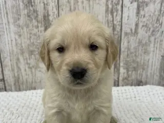 Golden Retriever dogs Golden Retriever Puppy 2 - Ad 13