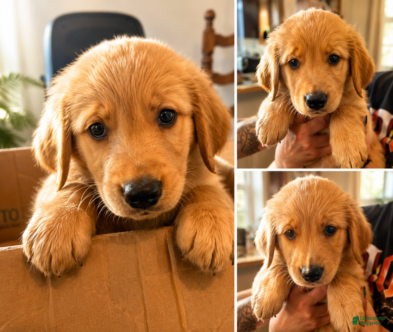 Mixed Breed dogs Mixed Breed 5 - Ad 9