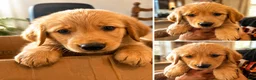 Mixed Breed dogs for sale: Mixed Breed 5 - Ad 1