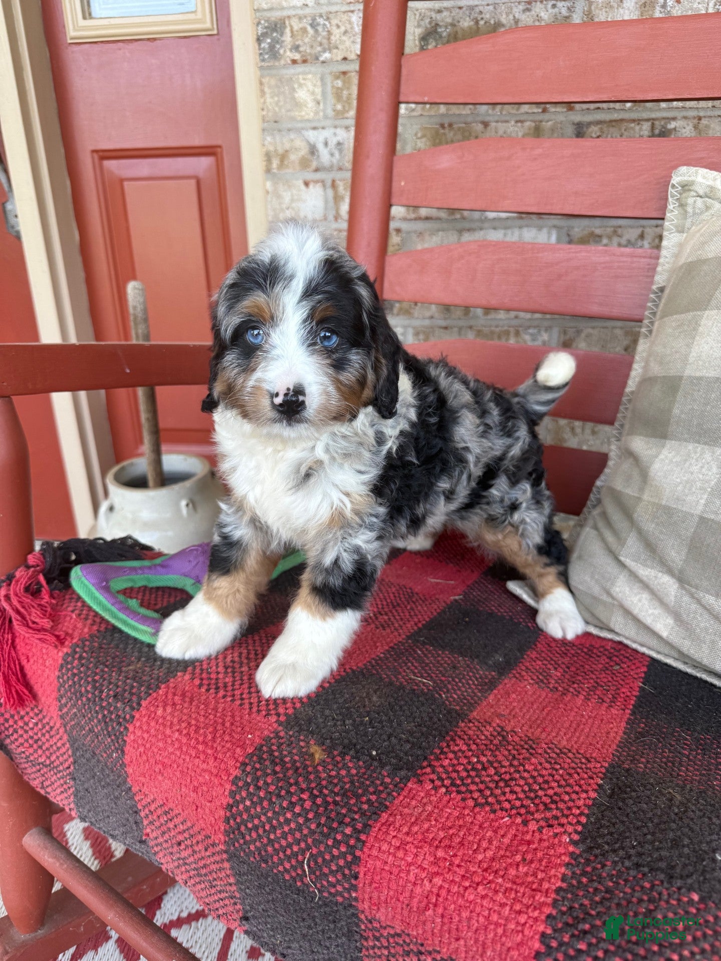Mini Bernedoodle dogs Blue - Ad 18