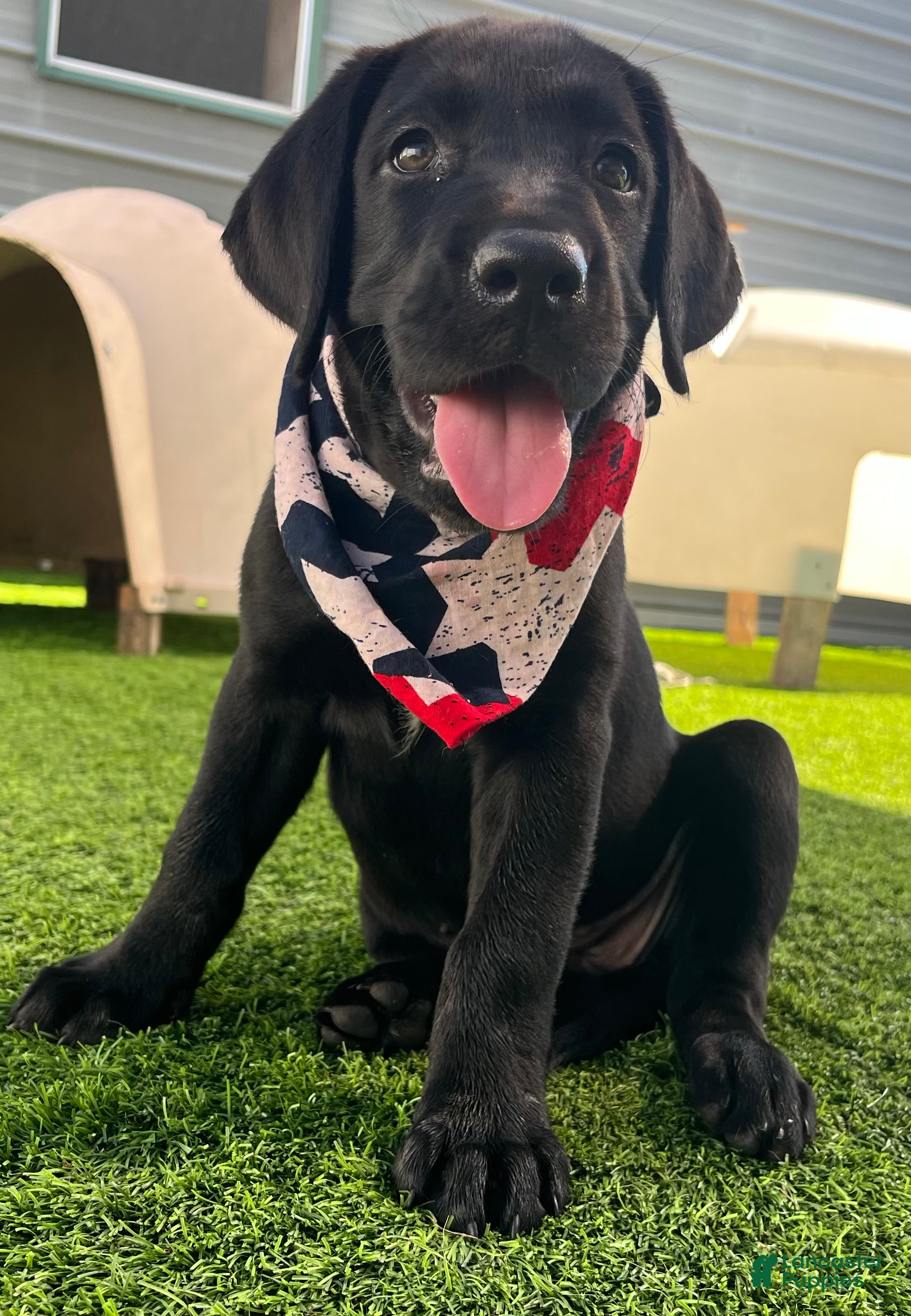 Labrador Retriever dogs Pumpernickel Blk Female w/white chest patch - Ad 2