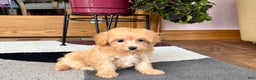 Maltipoo dogs for sale: Marty - Ad 7