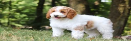 Standard Poodle dogs for sale: Blossom - Ad 13