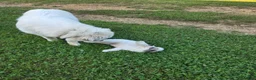 Great Pyrenees dogs for sale: Lily  - Ad 24