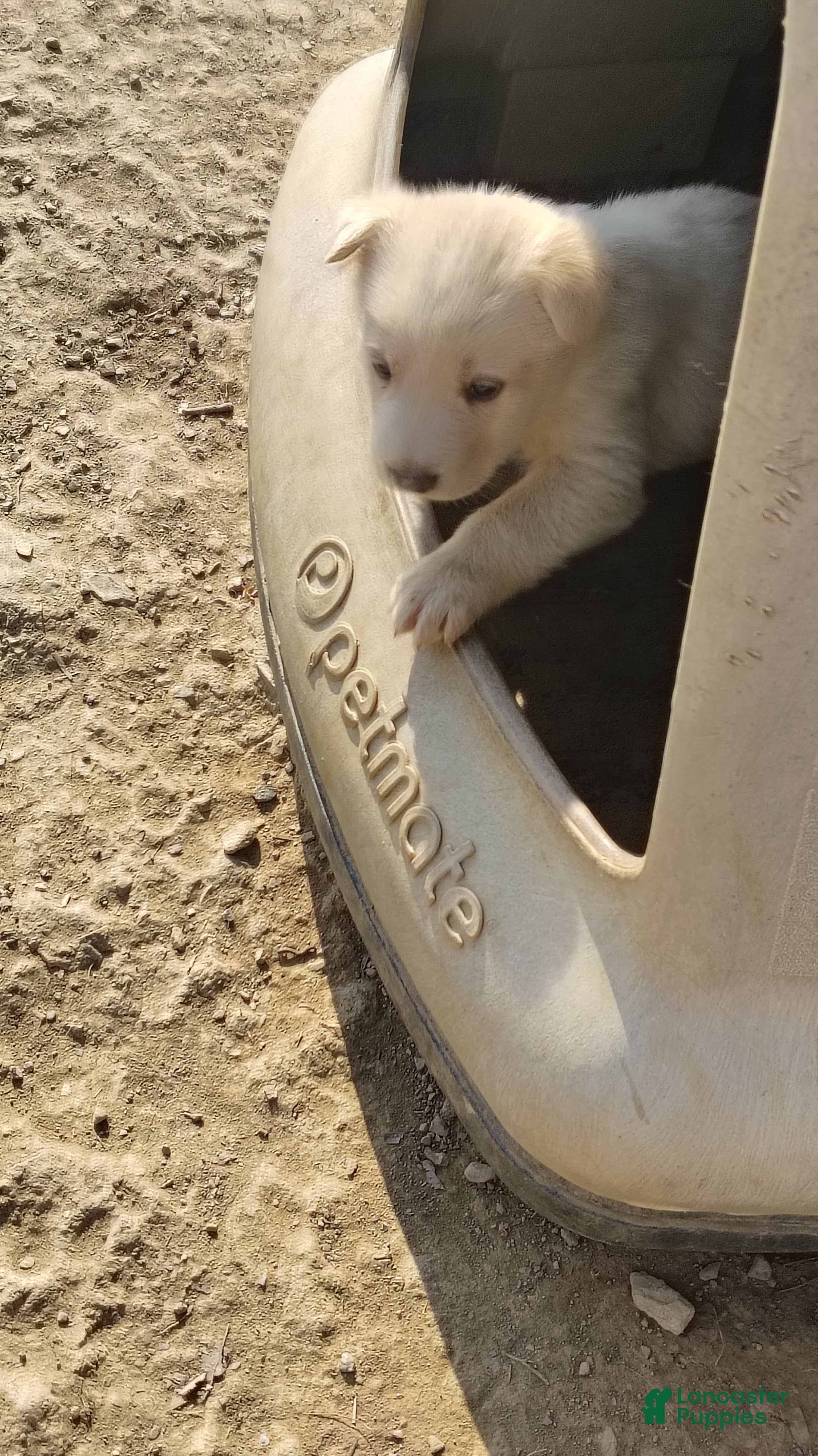 German Shepherd dogs German Shepherd Puppy 4 - Ad 29