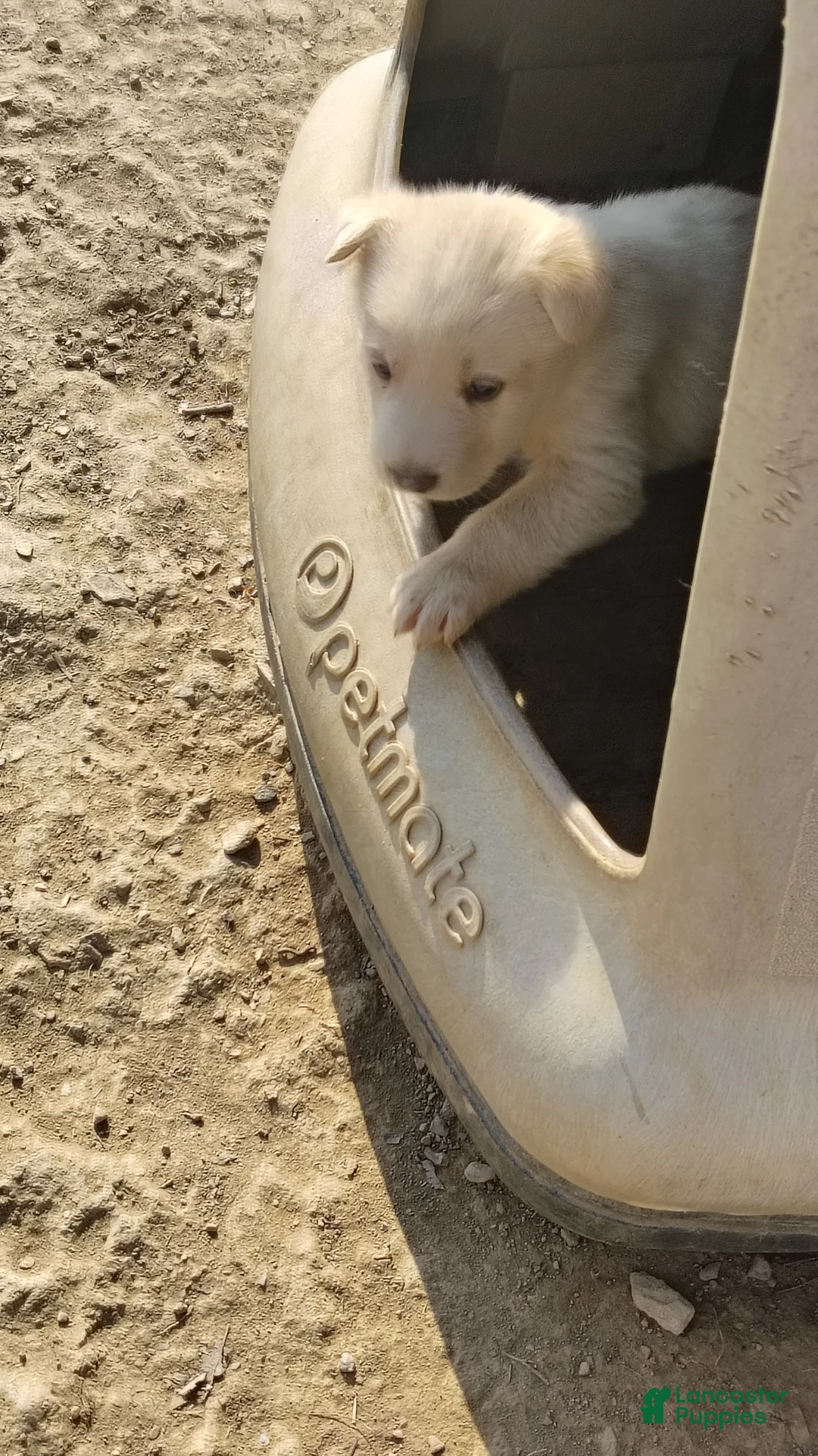 German Shepherd dogs for sale: German Shepherd Puppy 4 - Ad 1