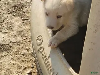 German Shepherd dogs German Shepherd Puppy 4 - Ad 1