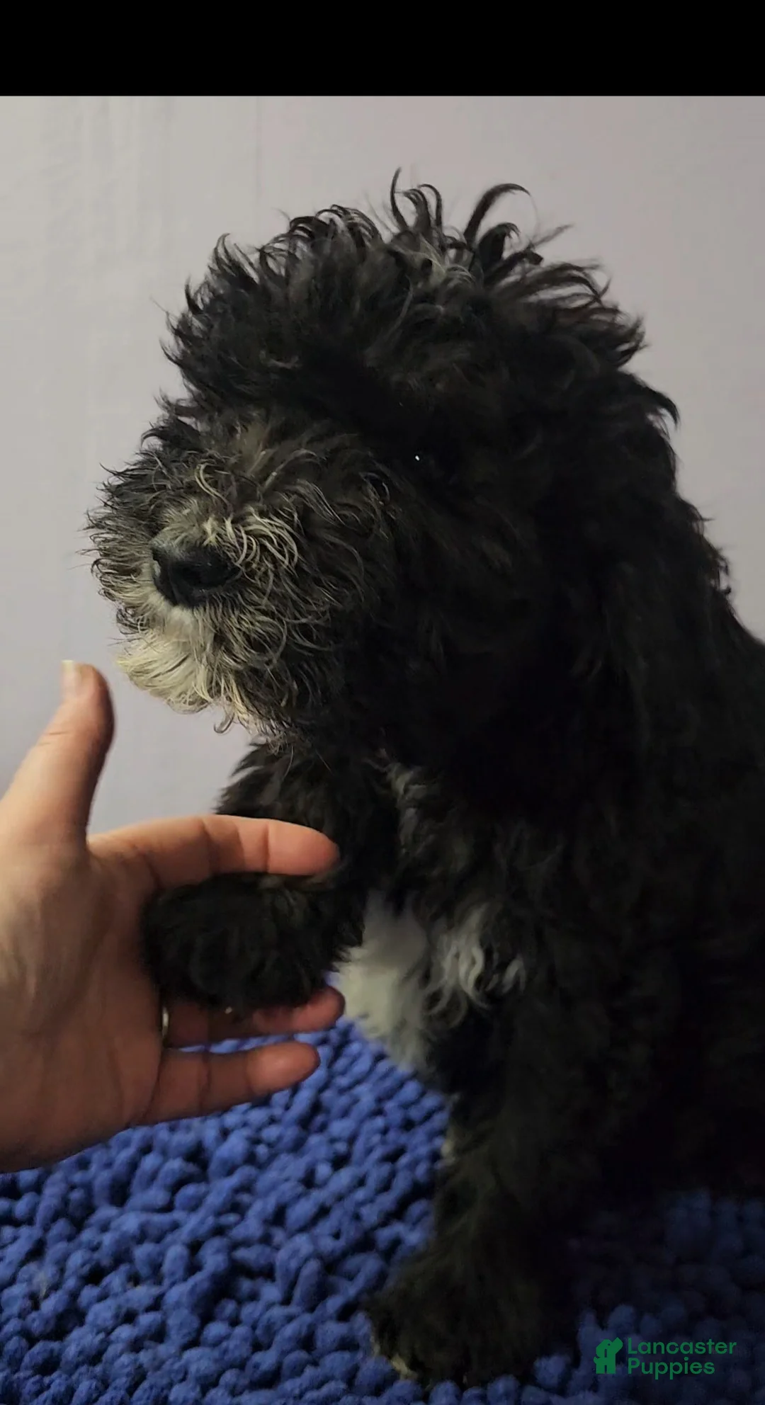 Sheepadoodle dogs for sale: Orange collar boy Sheepadoodle  - Ad 4