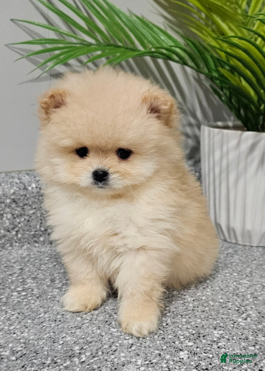 Pomeranian dogs for sale: Bubbles - Ad 10