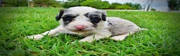 Havapoo dogs for sale: Skye - Ad 12