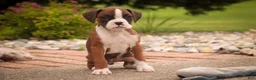 Boxer dogs for sale: Tressa - Ad 7