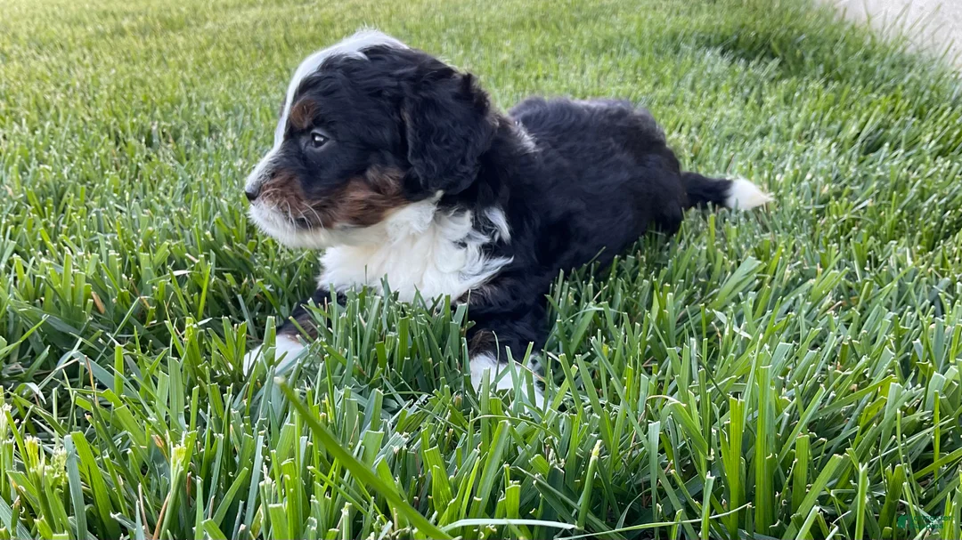 Mini Bernedoodle dogs for sale: Oliver - Ad 3