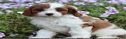 Cavapoo dogs for sale: Domino - Ad 6