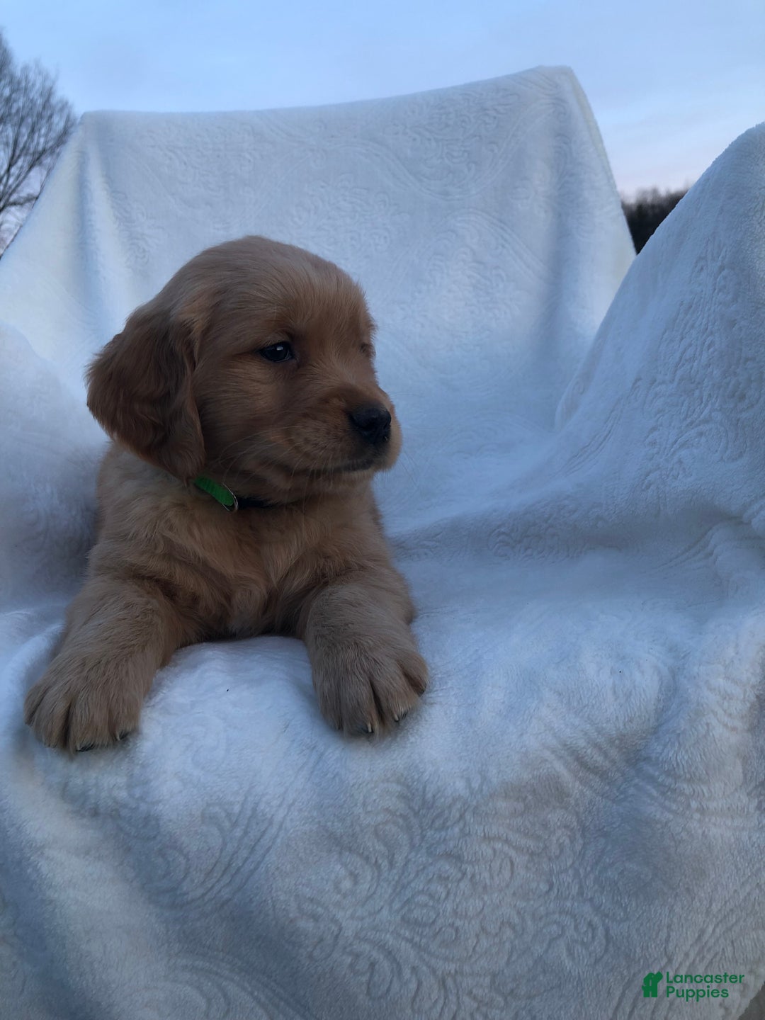 Golden Retriever dogs for sale: Romeo - Ad 3