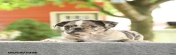 Mixed Breed dogs for sale: Harmony - Ad 4