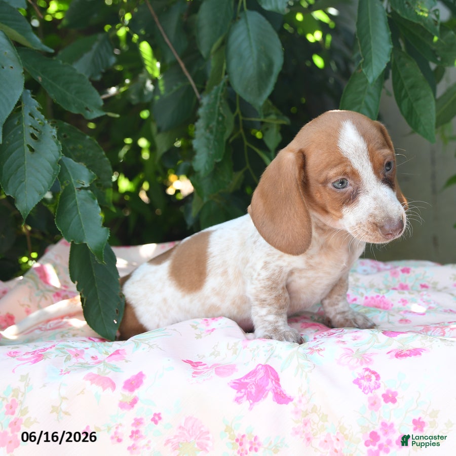 Miniature Dachshund dogs Willow - Ad 2