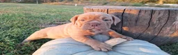 English Bulldog dogs for sale: Lily - Ad 2