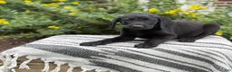 Mixed Breed dogs for sale: Georgie - Ad 6
