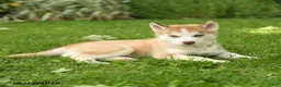 Siberian Husky dogs for sale: Heidi - Ad 5