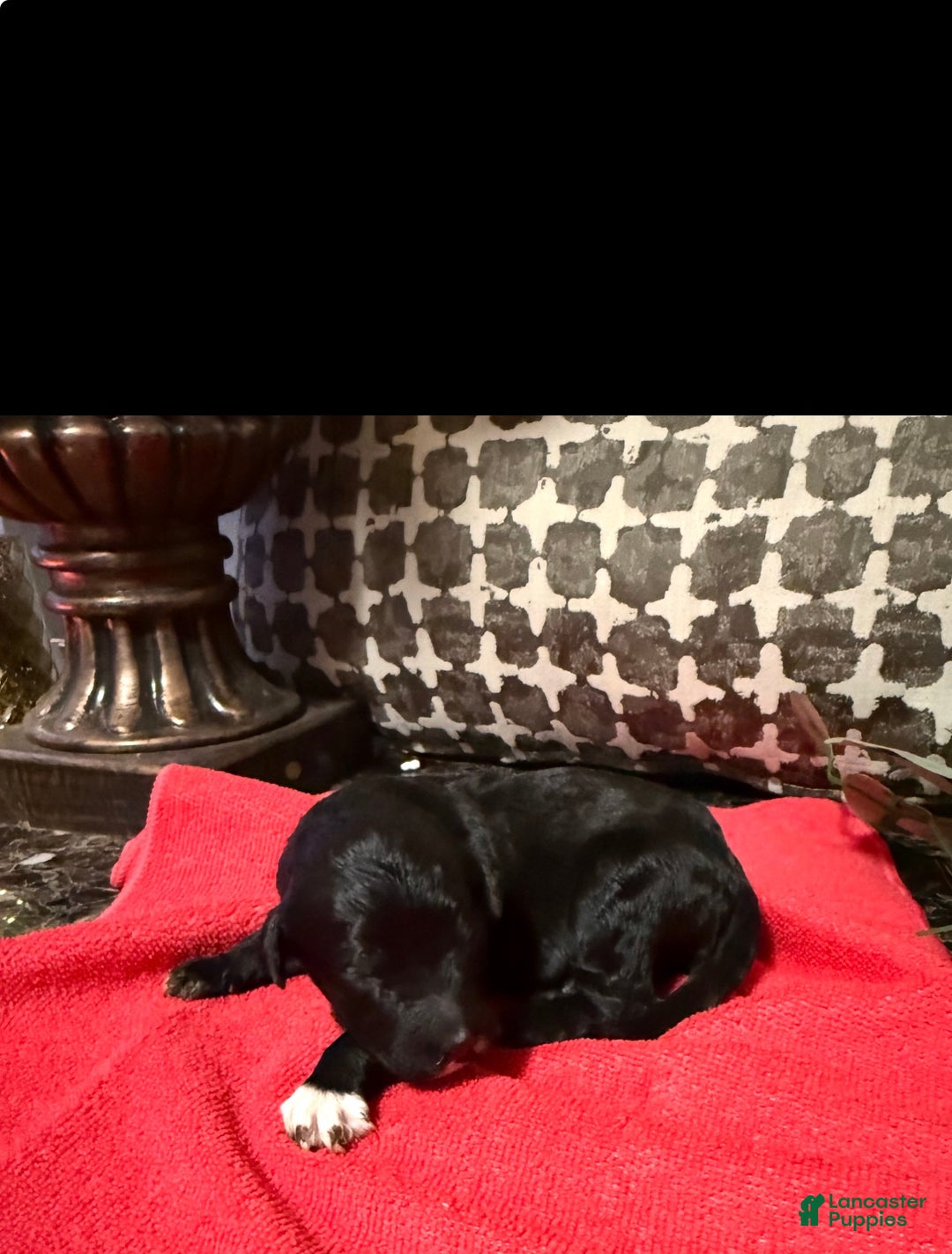 Mixed Breed dogs for sale: Beauty  - Ad 2