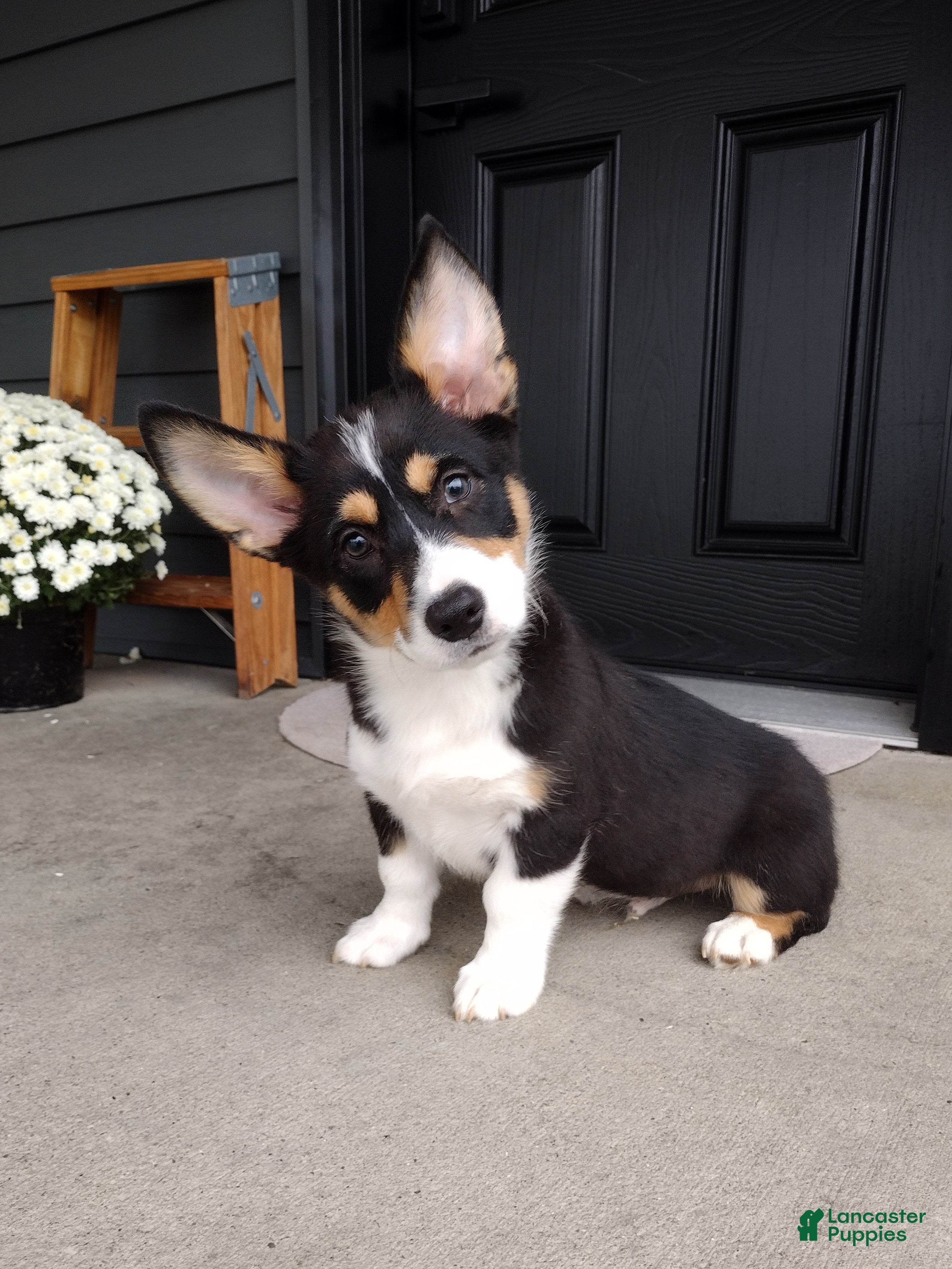 Ace (Pembroke Corgi, Male) in Dundee, OH