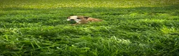 English Bulldog dogs for sale: Duke - Ad 10