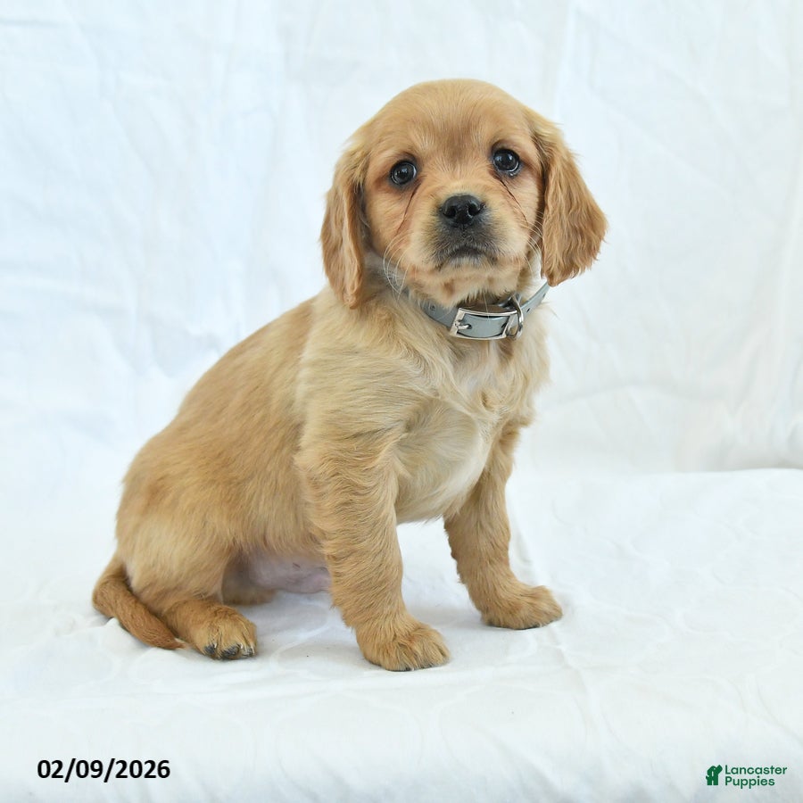 Miniature Golden Retriever dogs Cutie - Ad 2