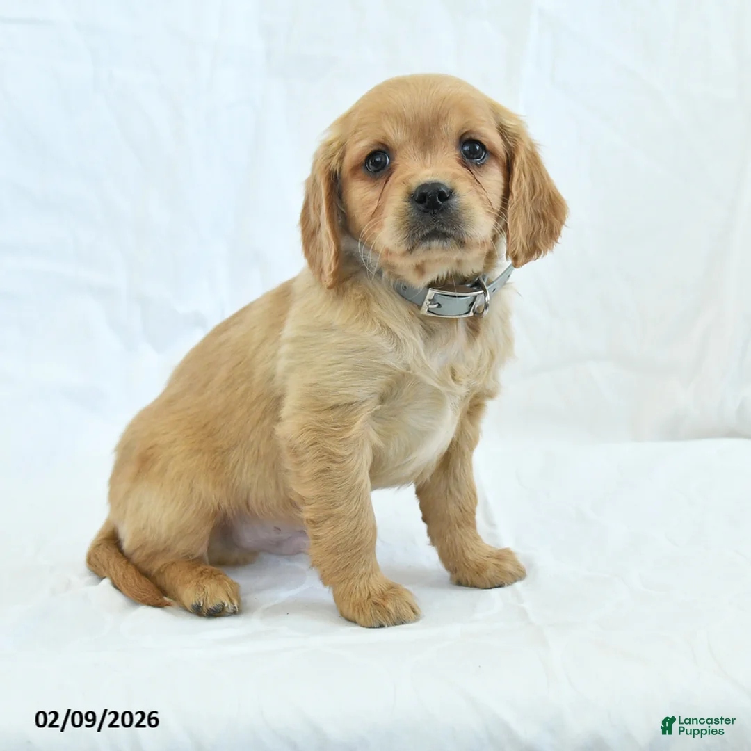 Miniature Golden Retriever dogs for sale: Cutie - Ad 1