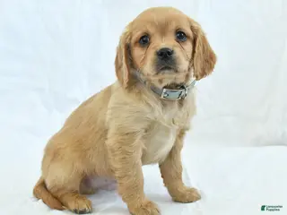 Miniature Golden Retriever dogs Cutie - Ad 2