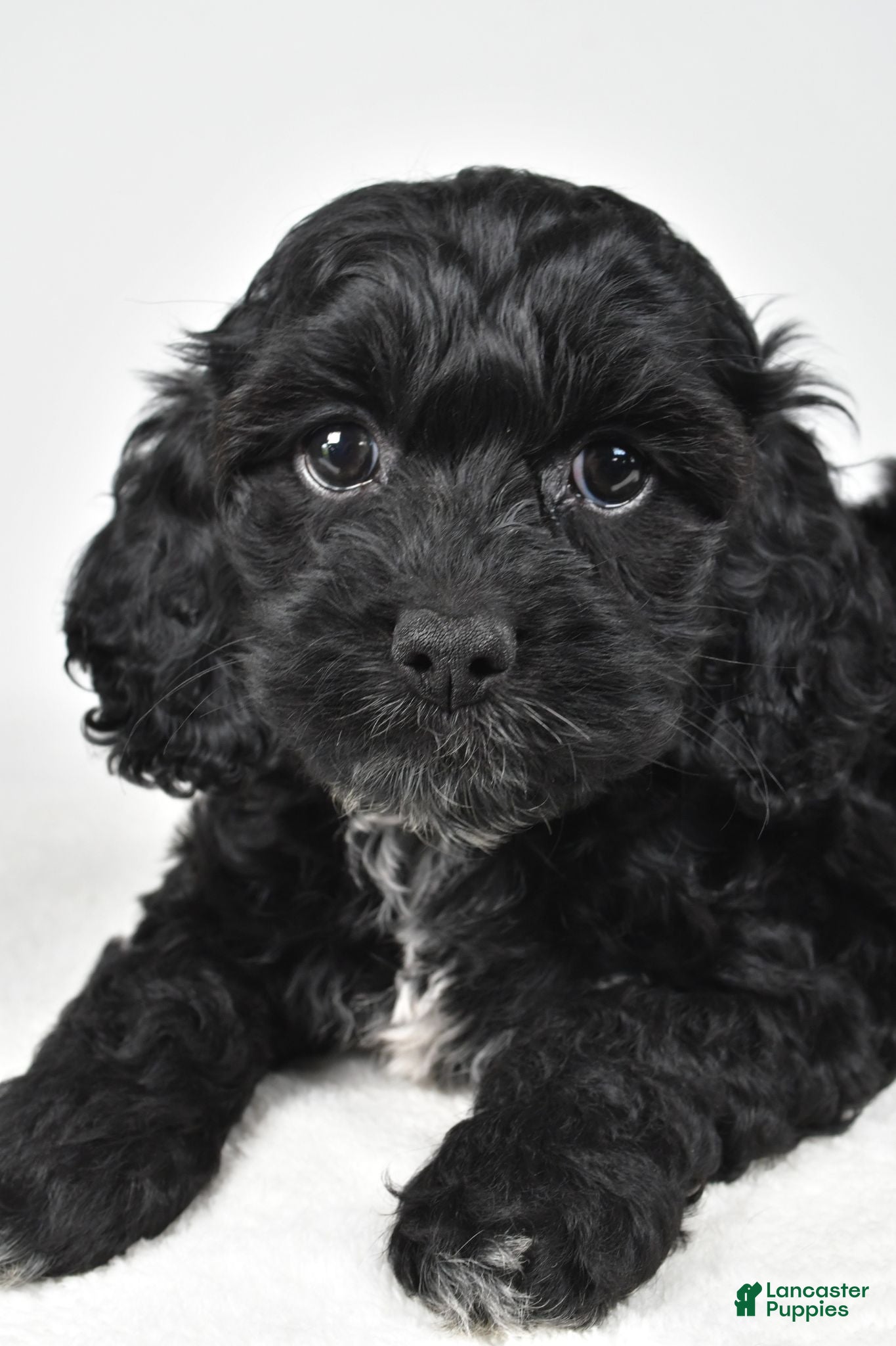 Cockapoo dogs Sally - Ad 2