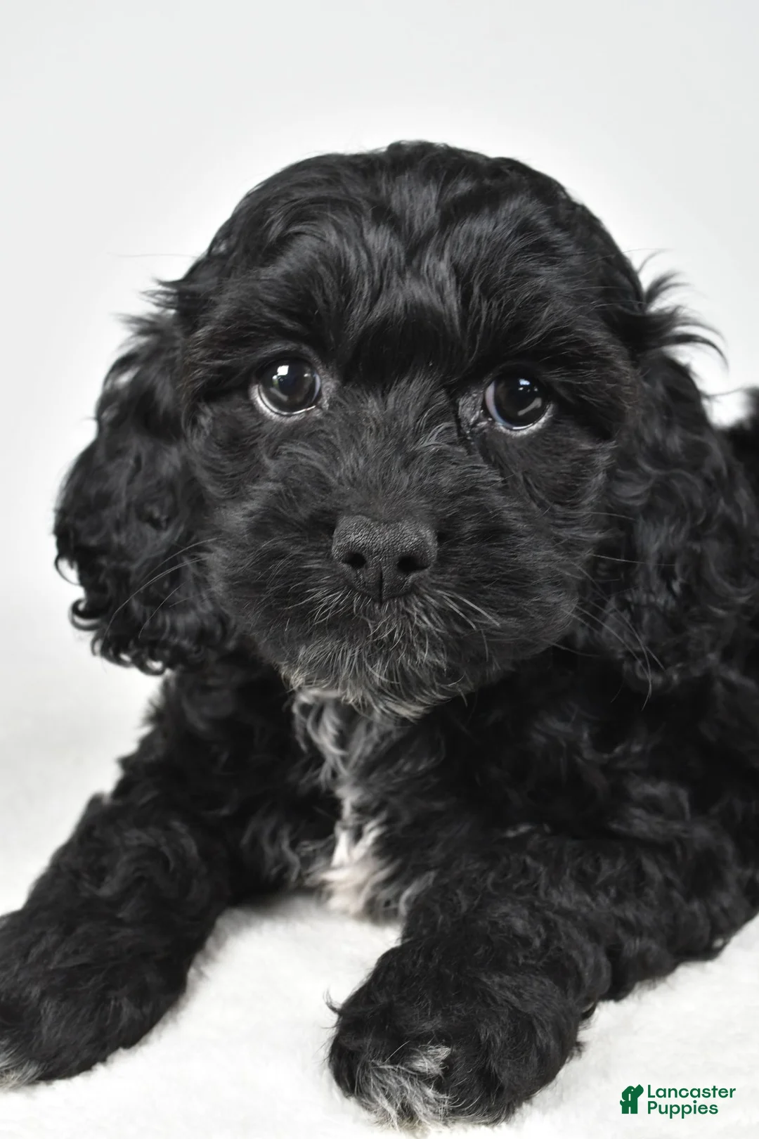 Cockapoo dogs for sale: Sally - Ad 2