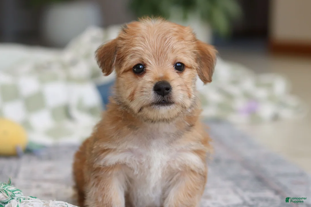 Morkie dogs for sale: Rory - Ad 15