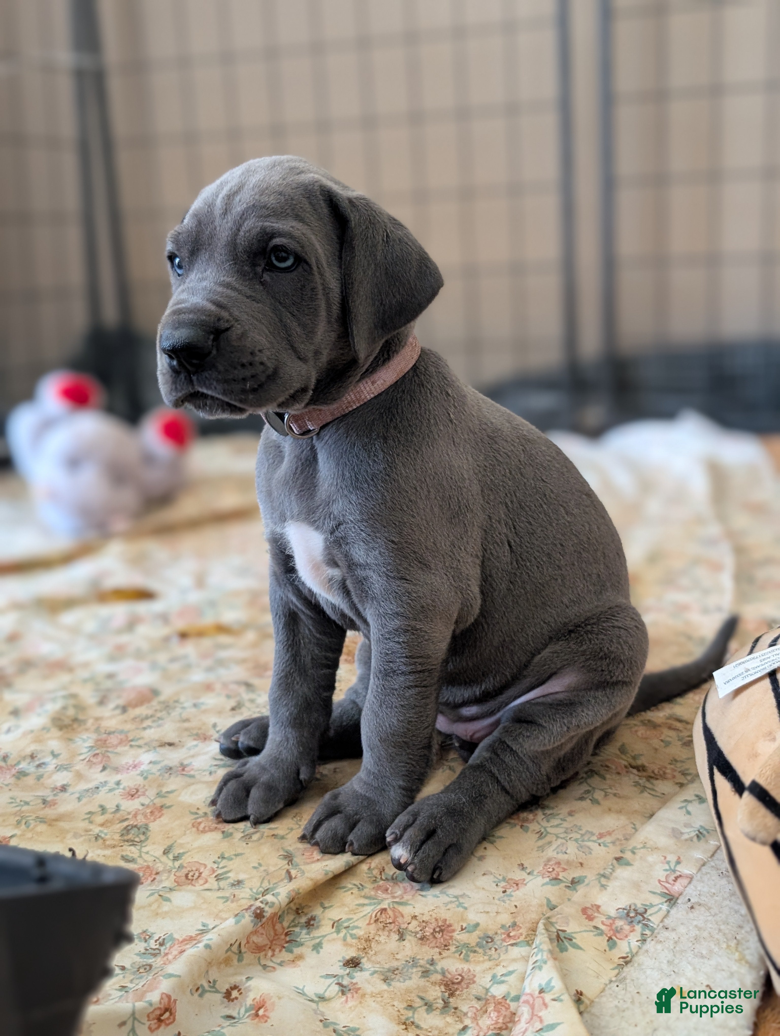 Great Dane dogs Great Dane Puppy 5 - Ad 2