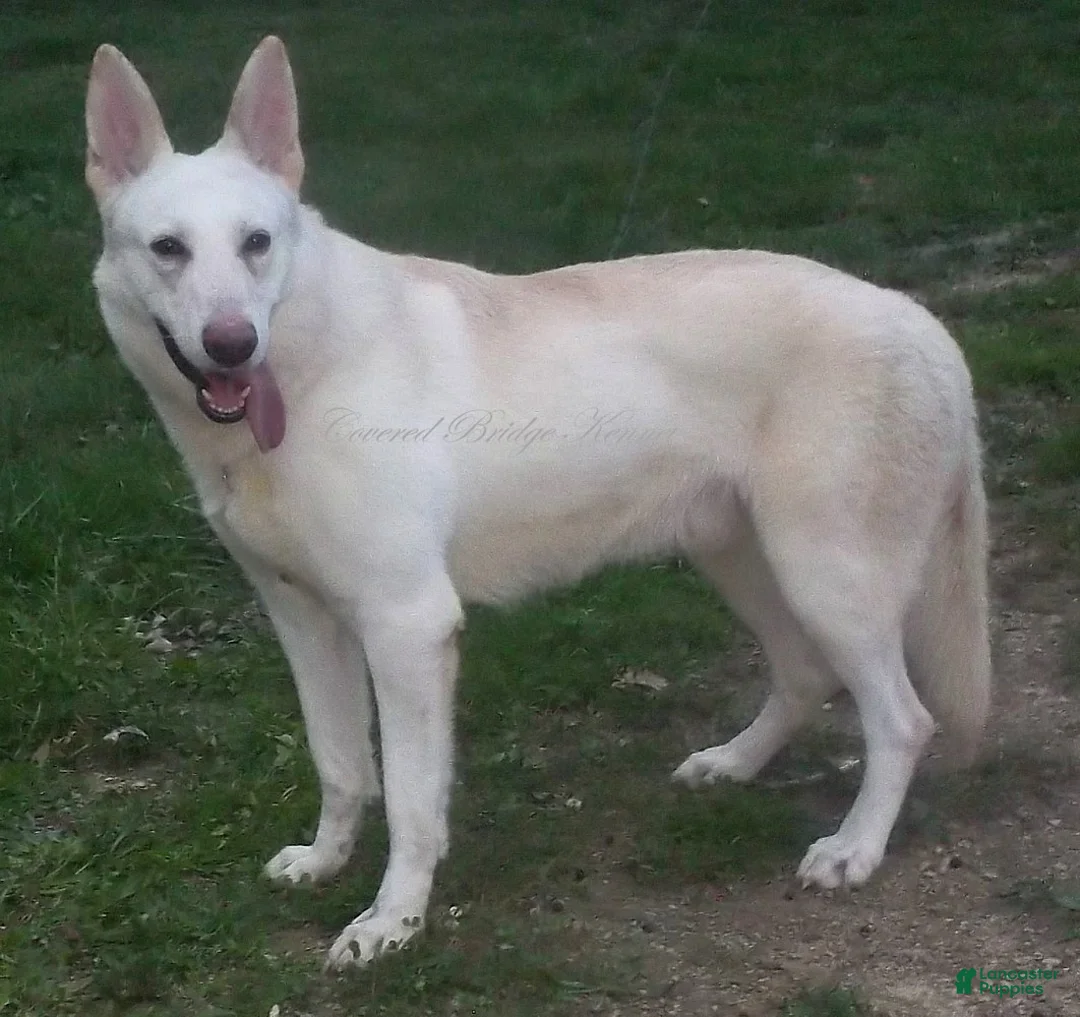 German Shepherd dogs for sale: German Shepherd Puppy 2 - Ad 2