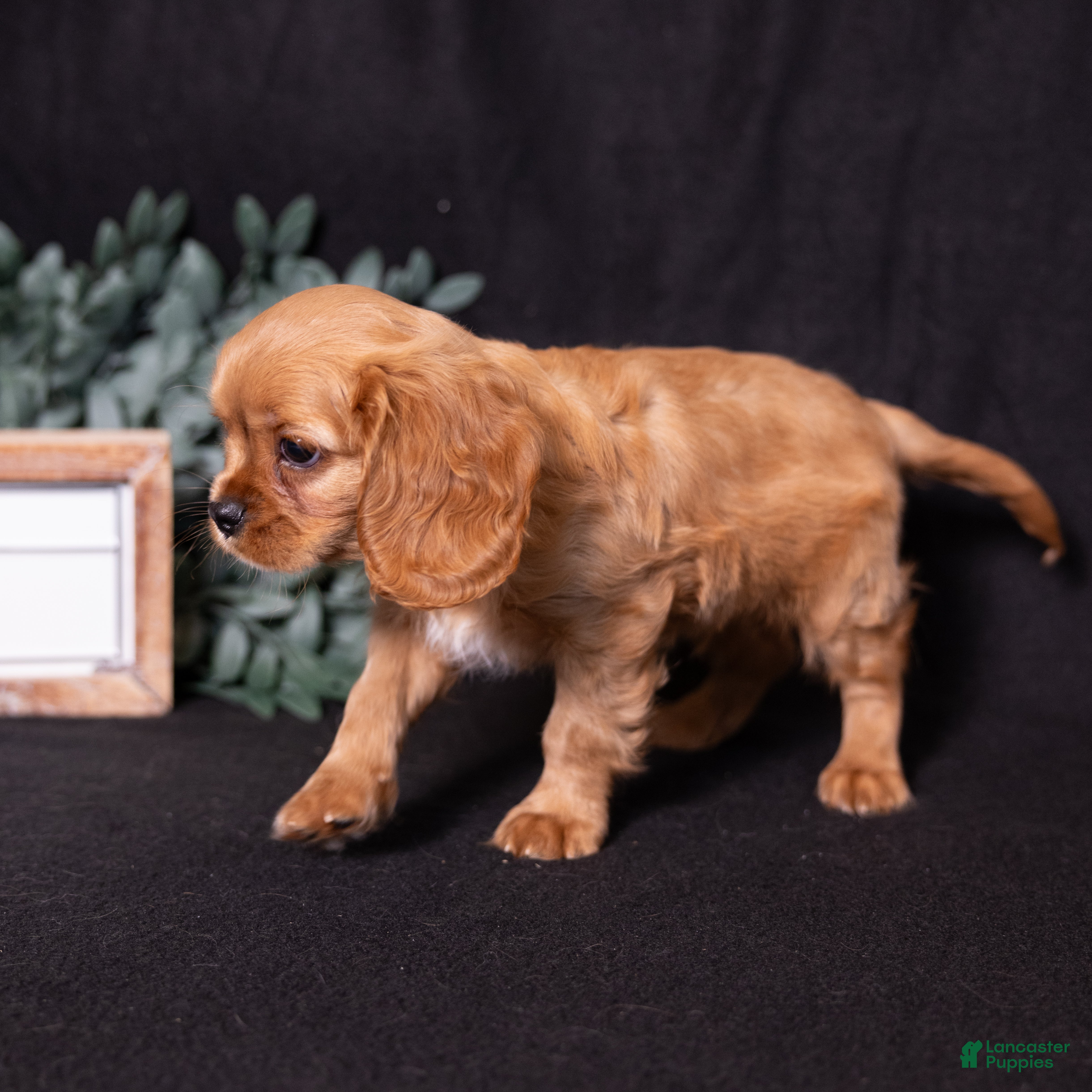 Cavalier King Charles Spaniel dogs Zephyr - Ad 2