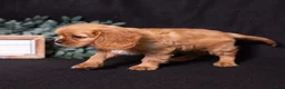 Cavalier King Charles Spaniel dogs for sale: Zephyr - Ad 2