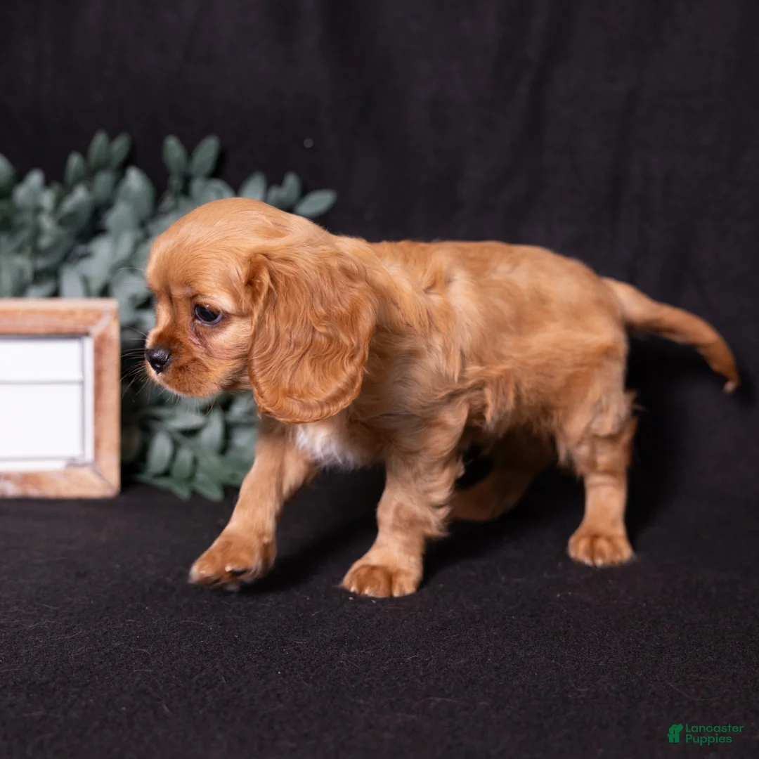 Cavalier King Charles Spaniel dogs for sale: Zephyr - Ad 2
