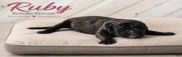 Great Dane dogs for sale: Ruby - Ad 3