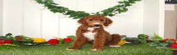 Miniature Poodle dogs for sale: Nutella - Ad 6